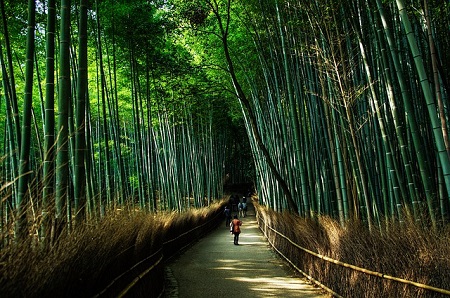 bambous arashiyama