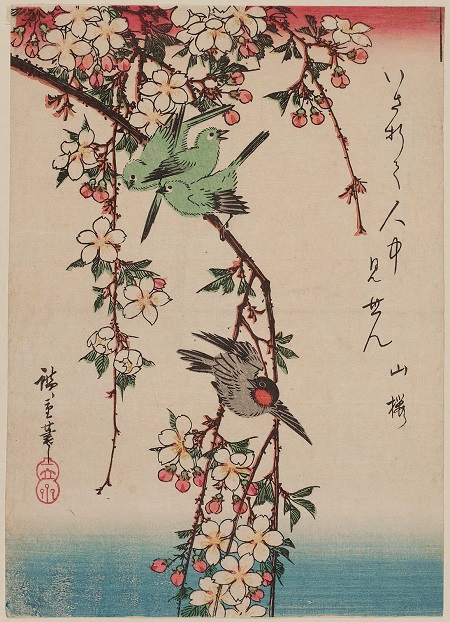 oiseaux cerisier
