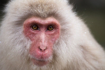 macaque japon
