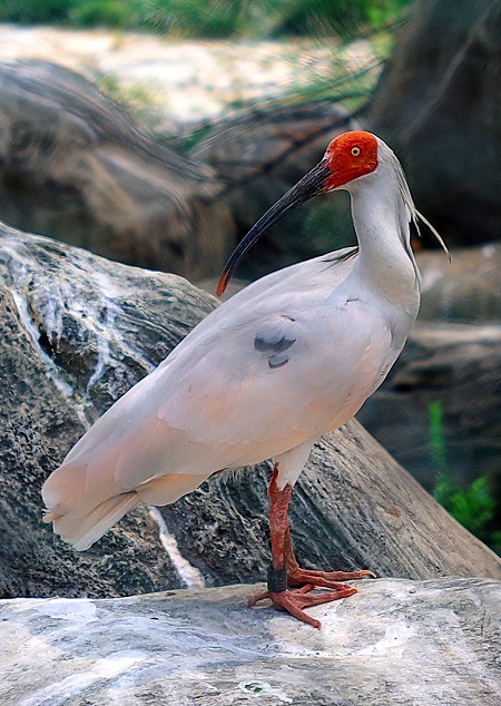 ibis nippon